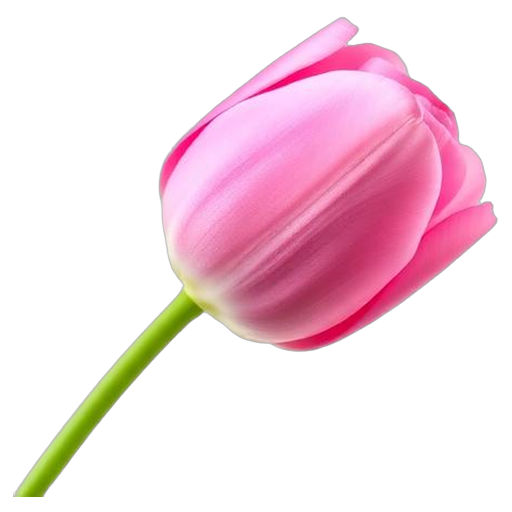 tulip